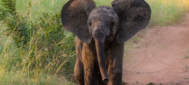 Elephant. 148 Elephant. 148