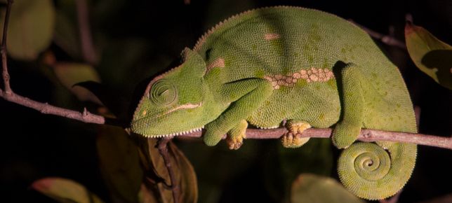 General Wildlife  106