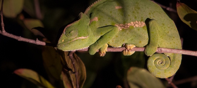 Witness a daring flap-necked chameleon on a branch, blending with nature's artistry. Witness a daring flap-necked chameleon on a branch, blending with nature's artistry.