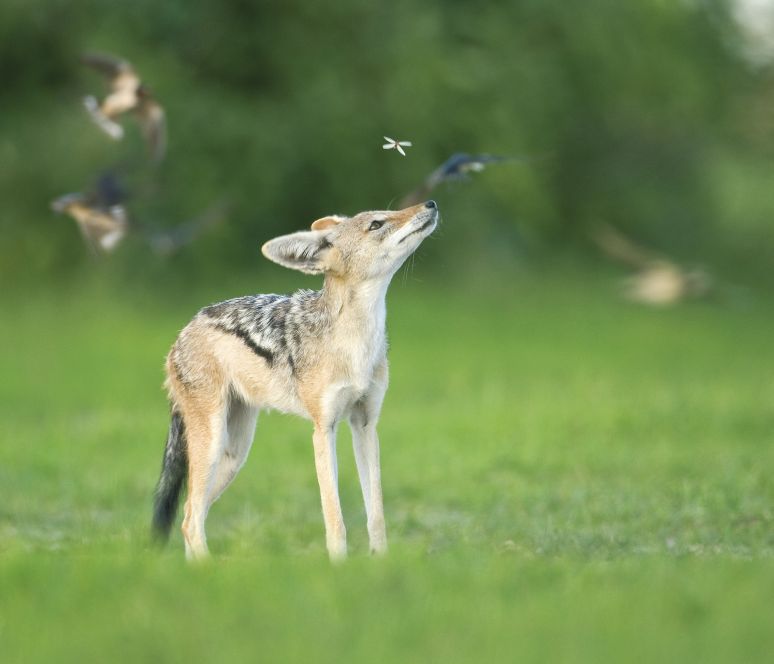 General Wildlife  85