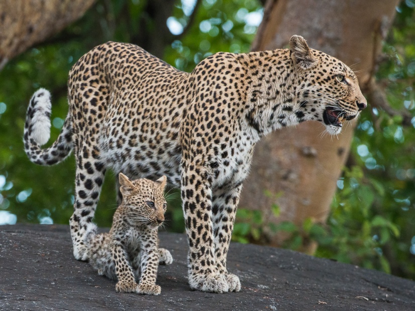 Witness the heartwarming sight of a leopard and its cub during a game drive at Sabi Sabi. Witness the heartwarming sight of a leopard and its cub during a game drive at Sabi Sabi.