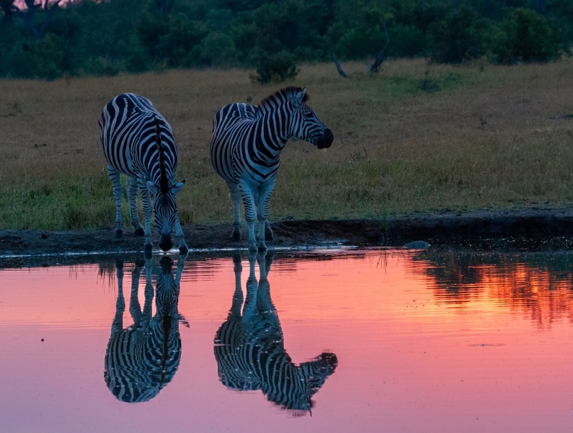 Two zebras at watering hole in Sabi Sabi. Two zebras at watering hole in Sabi Sabi.