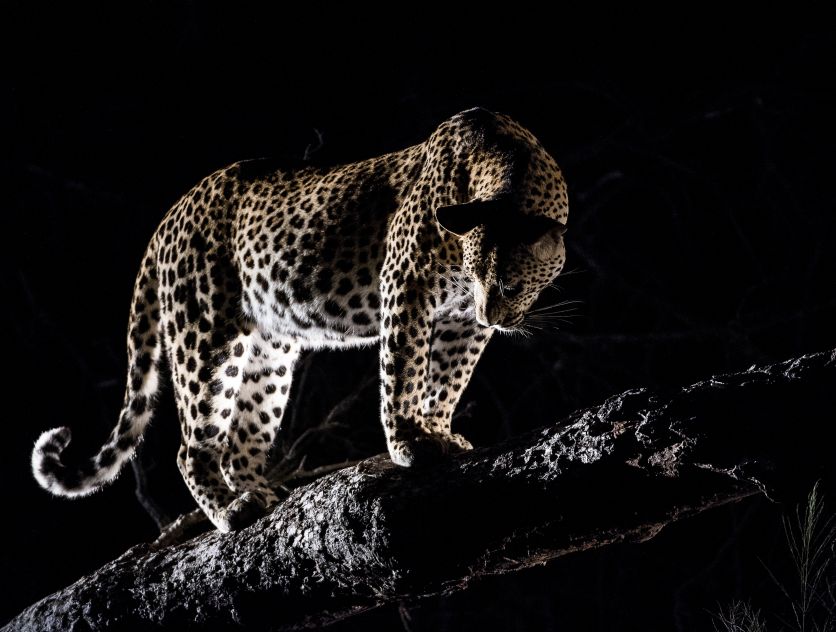 Leopard. 270