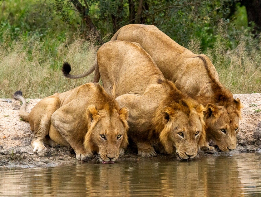 Dieter Lategan Kambula 0106523 03 NR 1 Of 1