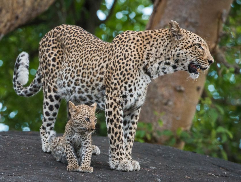 Leopard. 227