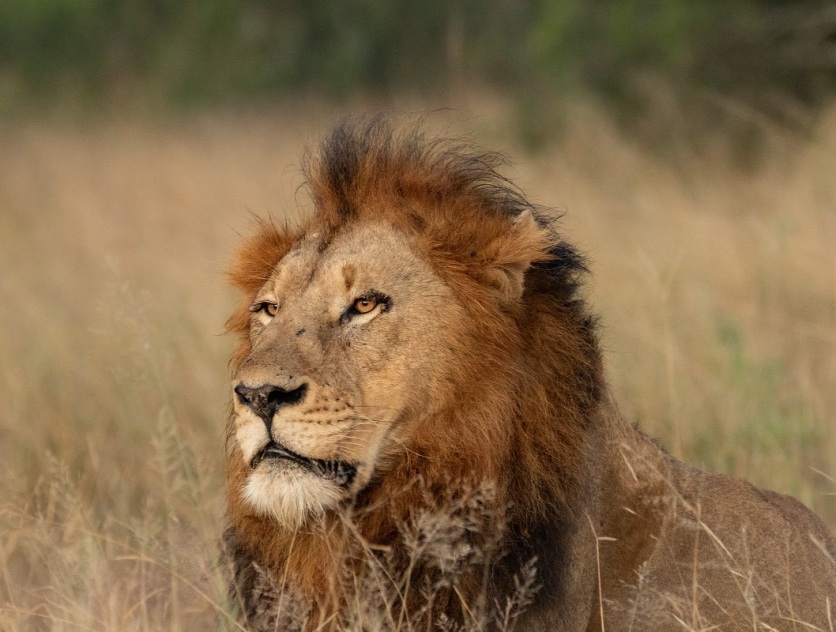 Andries Lion Gijima 230423 Tr13 Andries Lion Gijima 230423 Tr13
