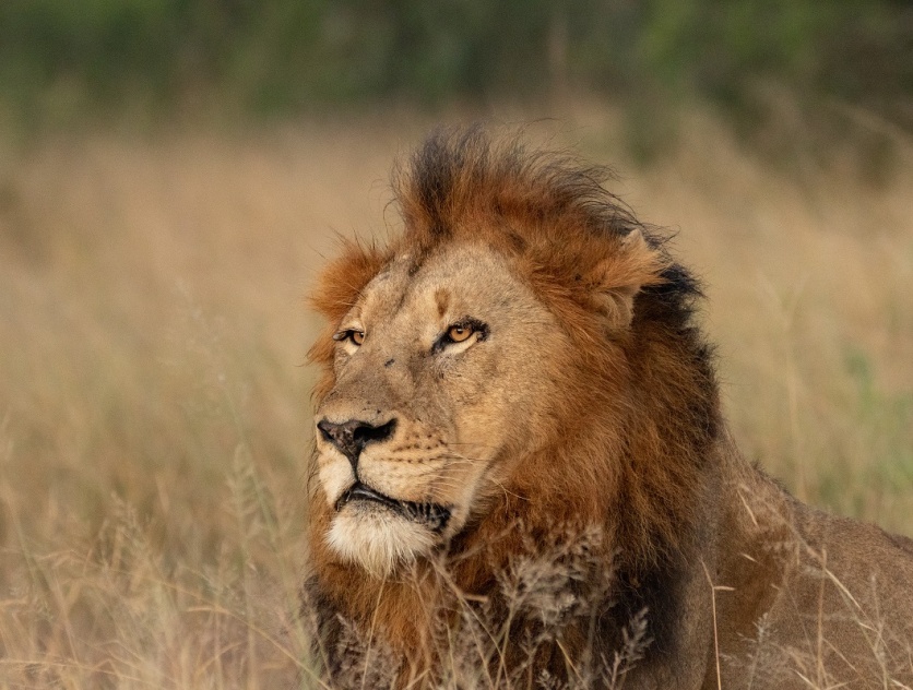 Male lion staring into the African bush at Sabi Sabi. Male lion staring into the African bush at Sabi Sabi.
