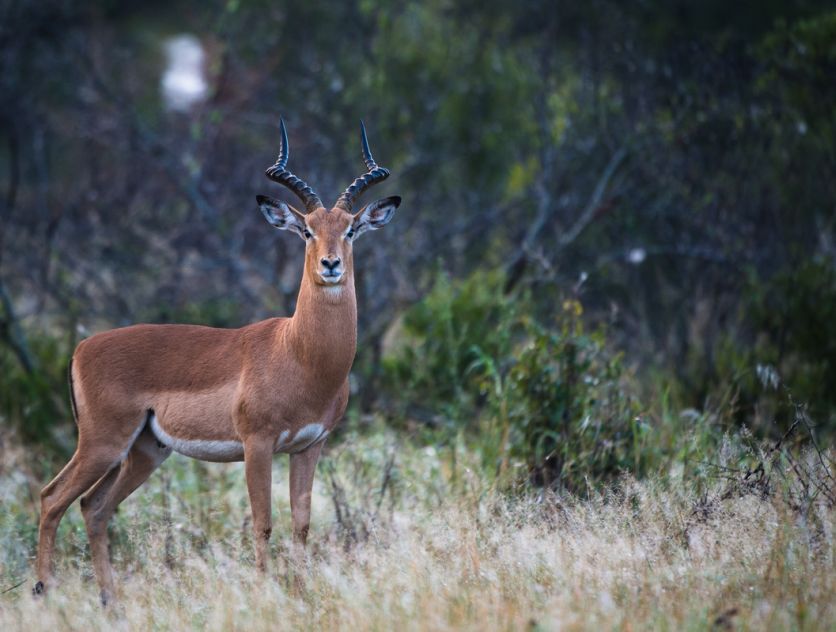 General Wildlife  138