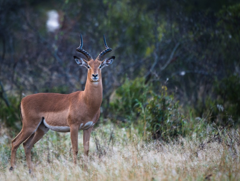 Majestic sighting of a Impala ram spotted by Sabi Sabi guests while on a private game drive. Majestic sighting of a Impala ram spotted by Sabi Sabi guests while on a private game drive.