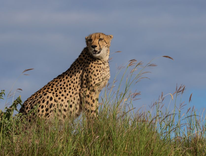 Cheetah  25