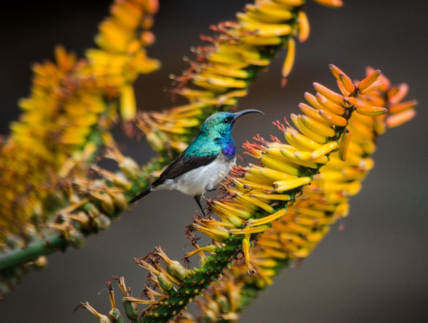 Birds  46
