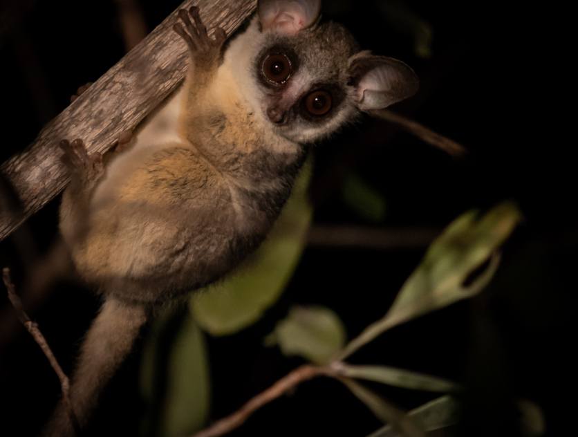 Lesser bushbaby spotted during a guided night drive at Sabi Sabi. Lesser bushbaby spotted during a guided night drive at Sabi Sabi.
