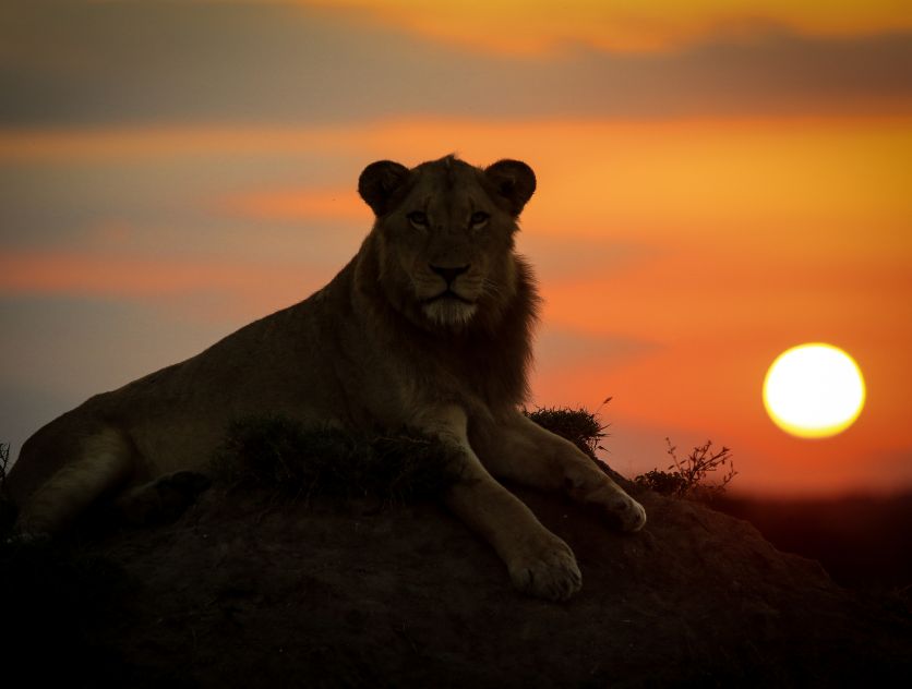 Lion.  11