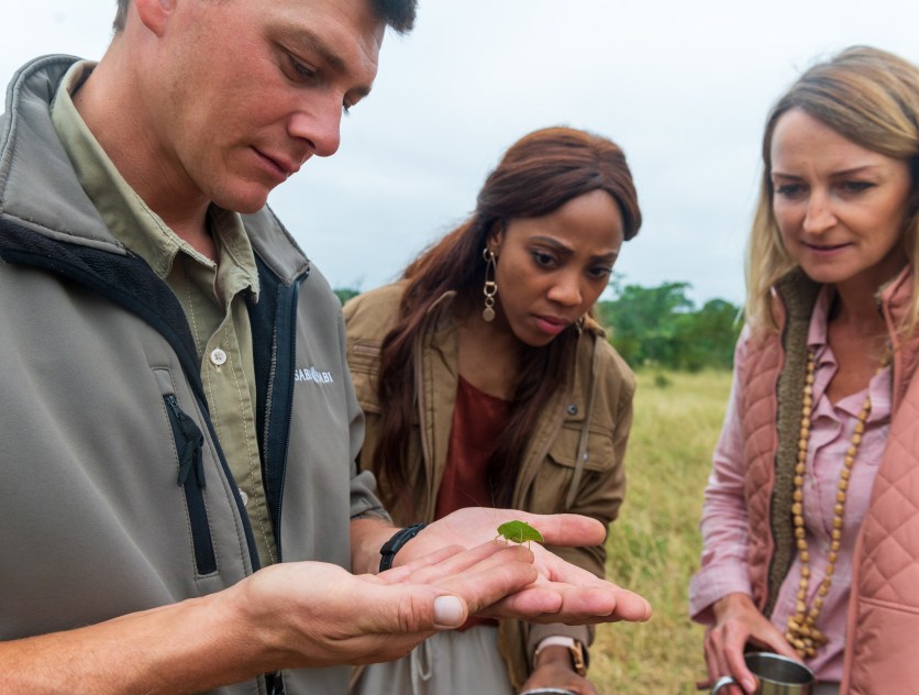 Sabi Sabi guide unravels entomology's importance on walking safari. Sabi Sabi guide unravels entomology's importance on walking safari.