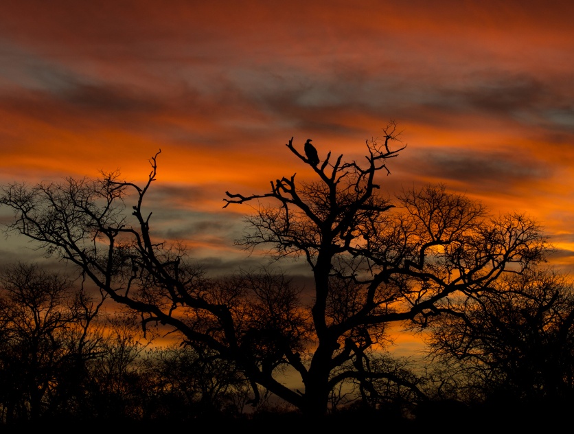Witness the beauty of Sabi Sabi's sunset, a tree silhouette adorned with a vulture's graceful presence. Witness the beauty of Sabi Sabi's sunset, a tree silhouette adorned with a vulture's graceful presence.