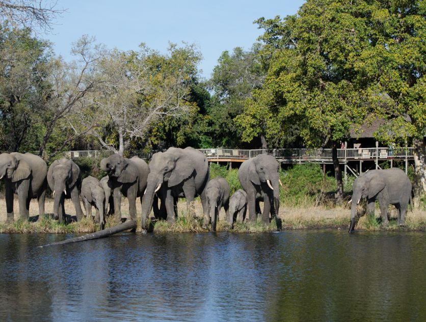 Wildlife At Lodges  10