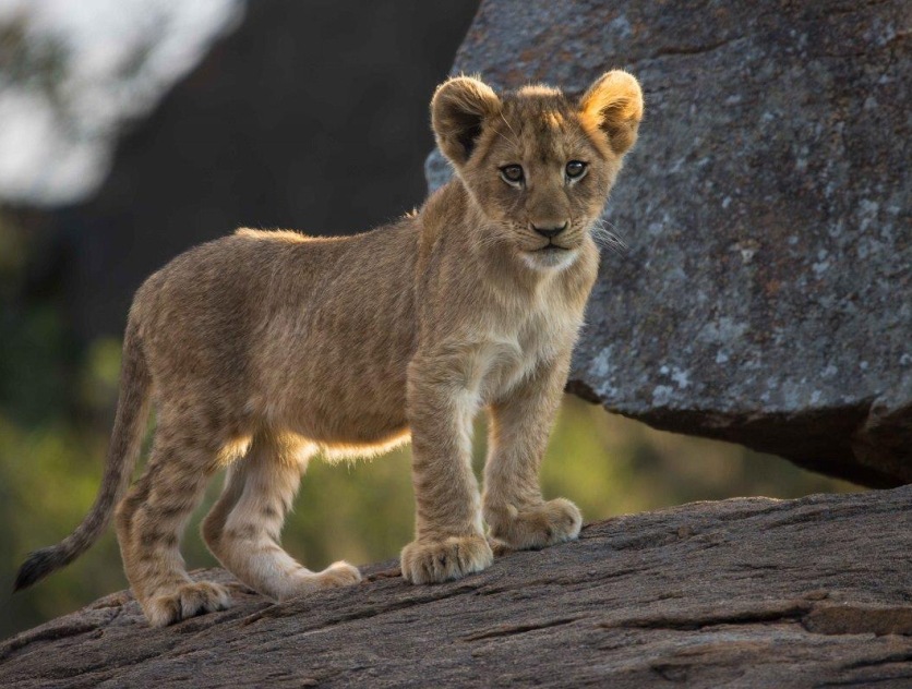 Lion cub on a rock looking at guests on a Sabi Sabi game drive. Lion cub on a rock looking at guests on a Sabi Sabi game drive.