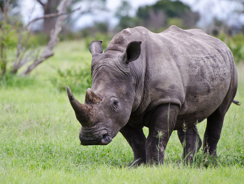 Rhino.  116
