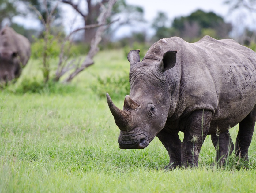 During a private game drive, Sabi Sabi guests encountered a rhino grazing in lush fields. During a private game drive, Sabi Sabi guests encountered a rhino grazing in lush fields.