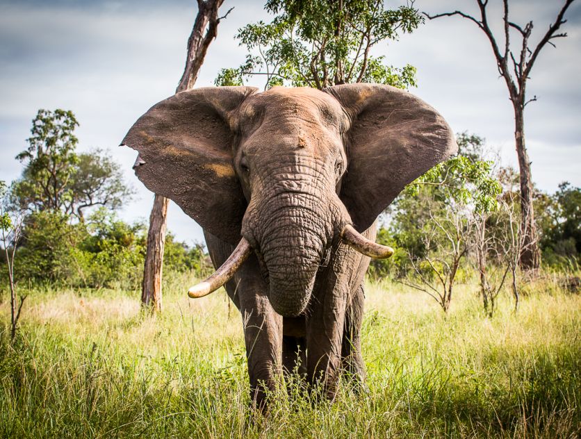 Elephant.  101