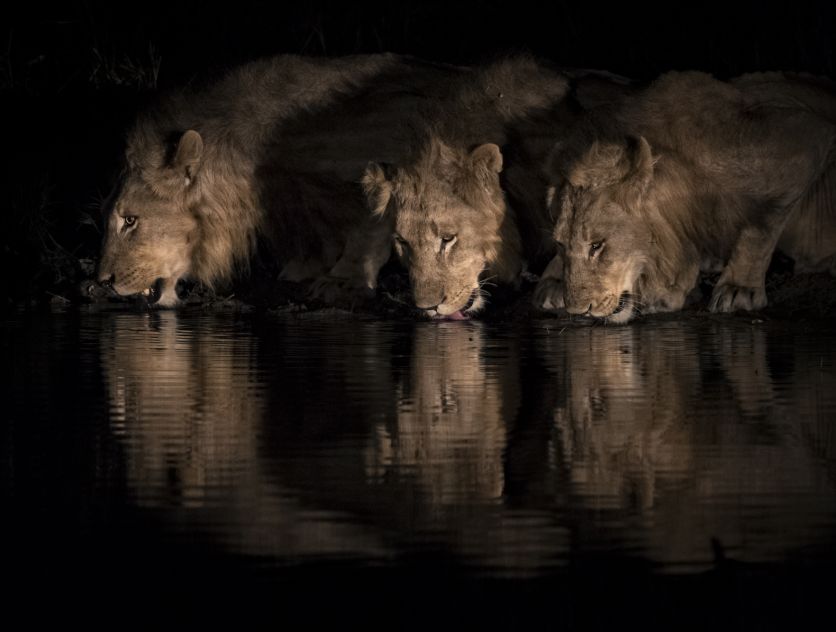 Lion.  99