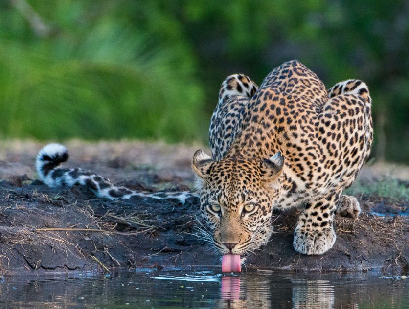 Leopard. 224