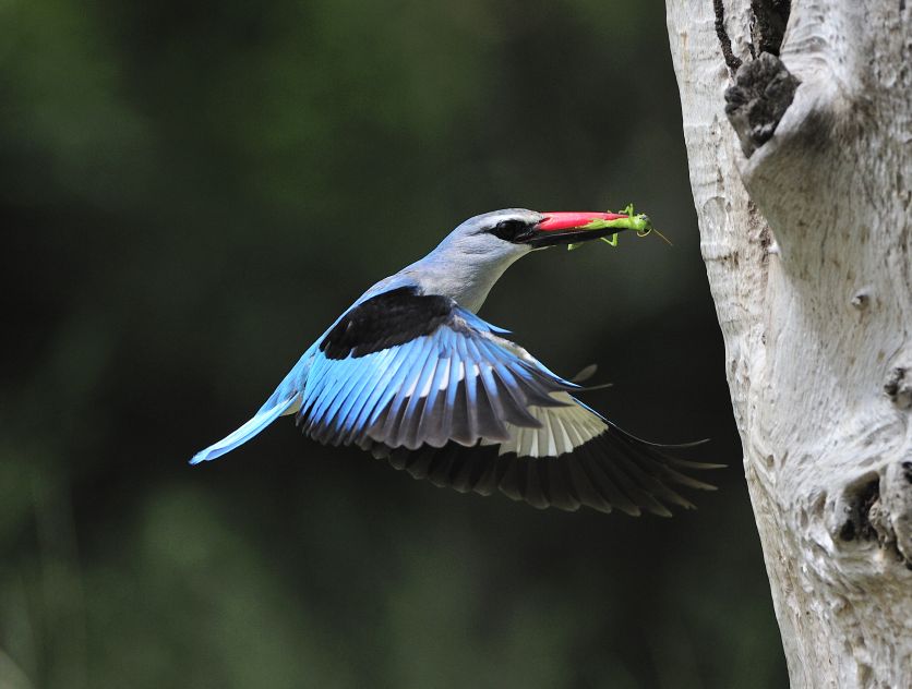 Birds  6