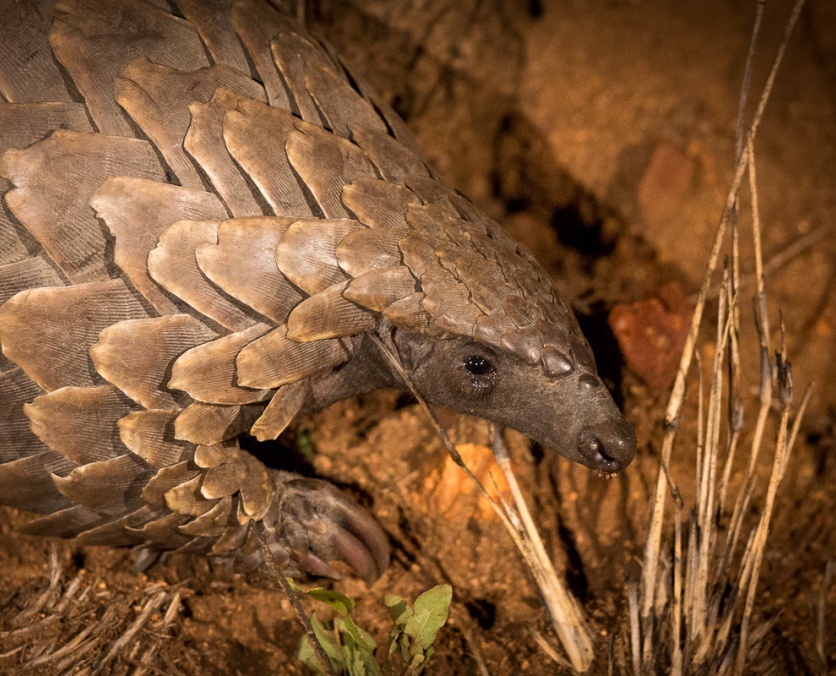 Embark on a thrilling game drive at Sabi Sabi and discover the rare and fascinating Temminck's ground pangolin.