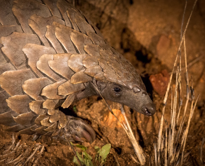 Embark on a thrilling game drive at Sabi Sabi and discover the rare and fascinating Temminck's ground pangolin. Embark on a thrilling game drive at Sabi Sabi and discover the rare and fascinating Temminck's ground pangolin.