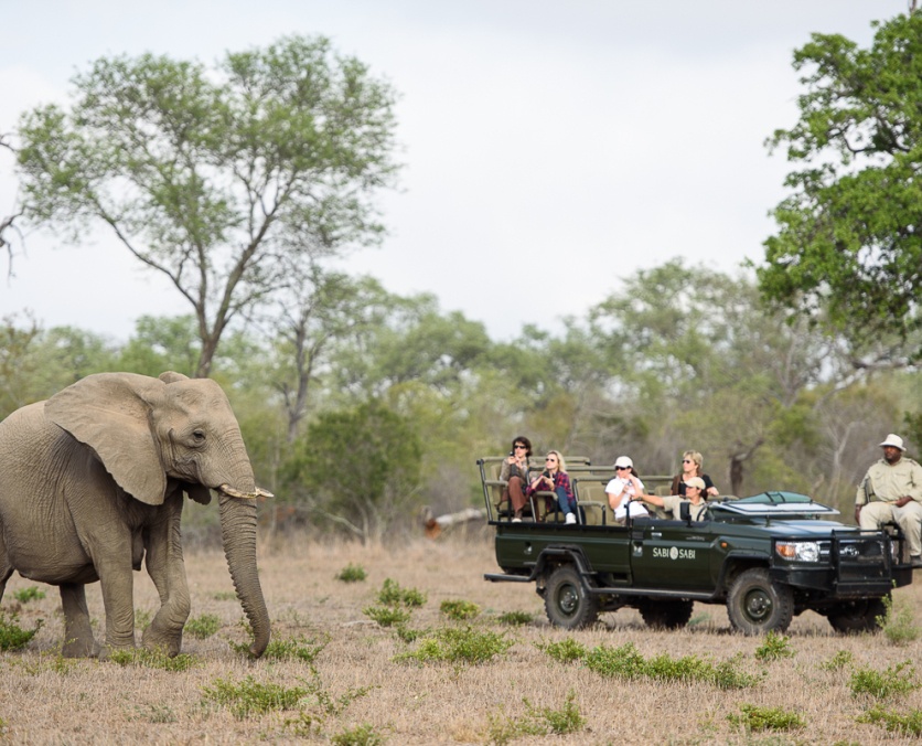 Sabi Sabi guests get to experience a close encounter with a large elephant while on a private game drive. Sabi Sabi guests get to experience a close encounter with a large elephant while on a private game drive.