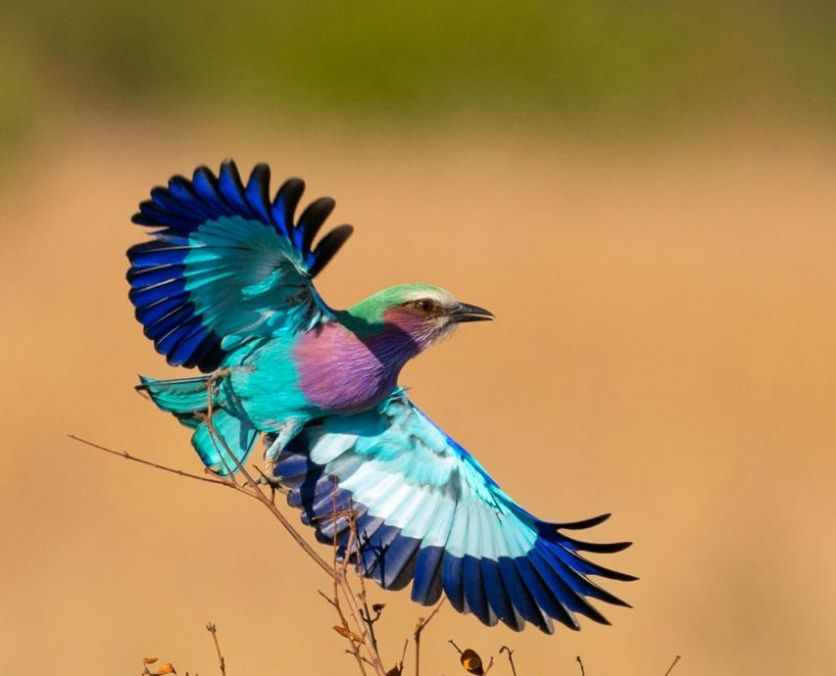 Birds 309 Birds 309