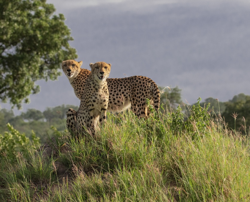 Cheetahs on an anthill spotted on a private Sabi Sabi game drive. Cheetahs on an anthill spotted on a private Sabi Sabi game drive.