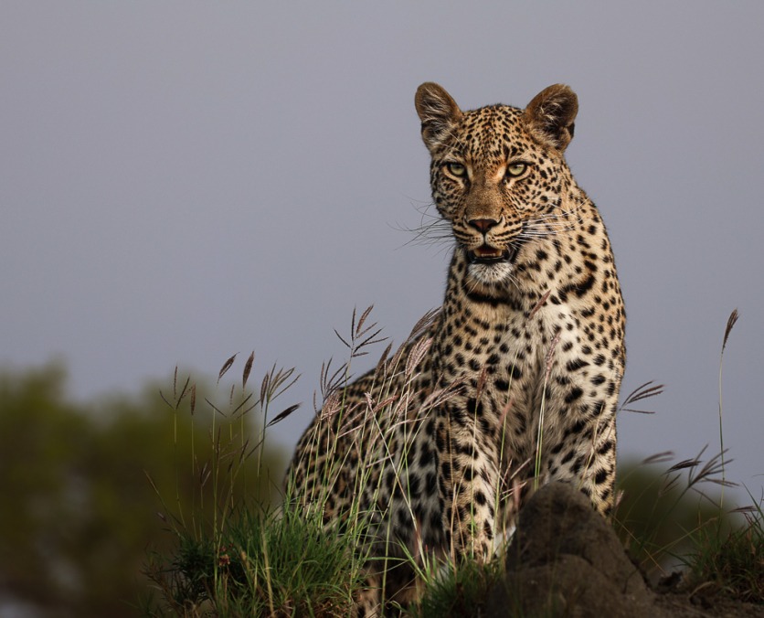 Sabi Sabi guests spotted a Leopard on an anthill while on a private game drive.