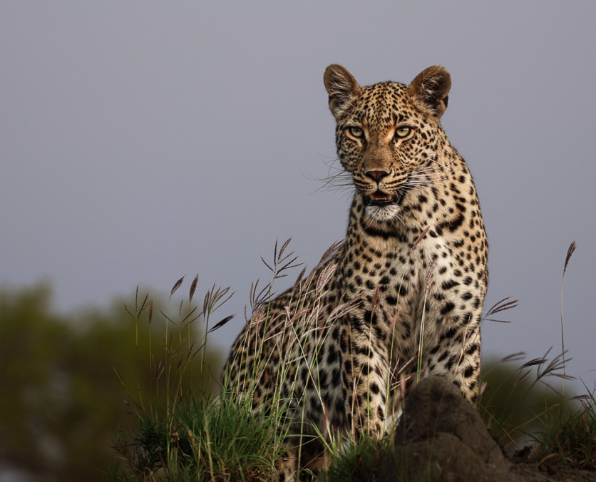 Sabi Sabi guests spotted a Leopard on an anthill while on a private game drive. Sabi Sabi guests spotted a Leopard on an anthill while on a private game drive.