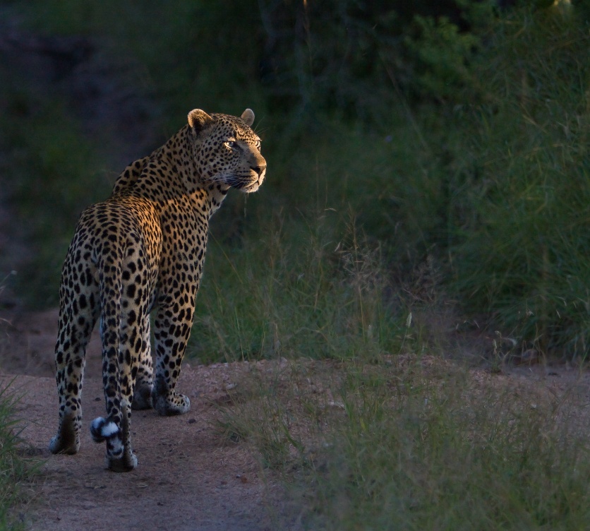 Sabi Sabi Package Pay 3 Stay 4 Cta Leopard Start Safari Sabi Sabi Package Pay 3 Stay 4 Cta Leopard Start Safari