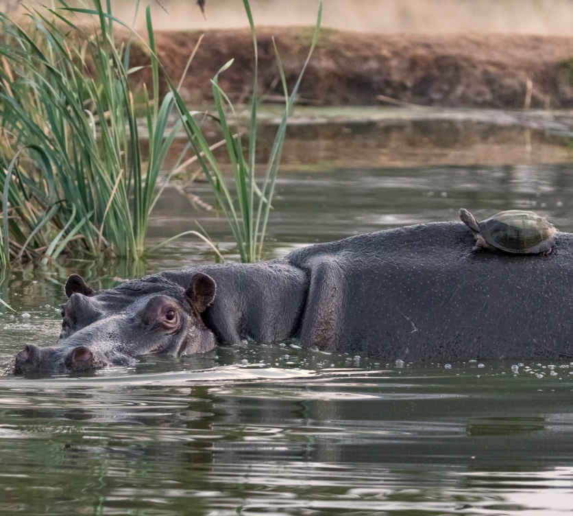 Sabi Sabi Package Family Cta Wildlife Experience Sabi Sabi Package Family Cta Wildlife Experience
