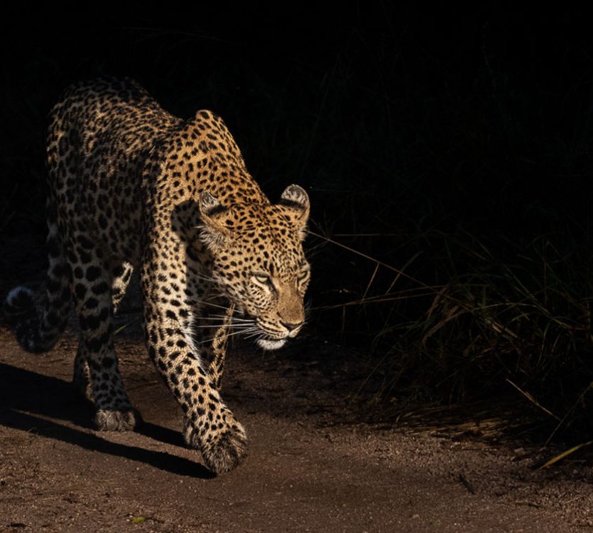 Leopard walking under a spotlight during a night drive in Sabi Sabi.