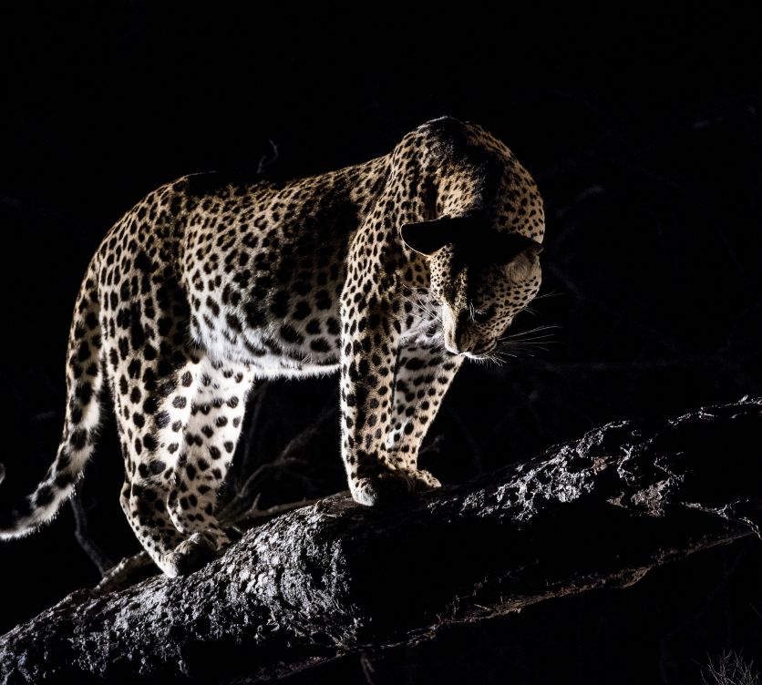 Leopard. 270