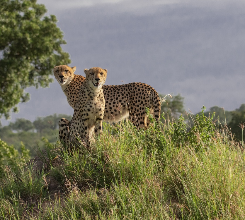 Sabi Sabi Package Family Cta Start Safari Sabi Sabi Package Family Cta Start Safari
