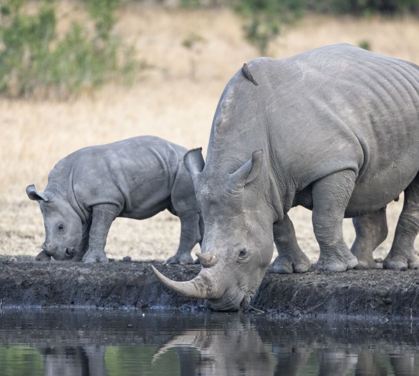 Rhino. 37 Rhino. 37