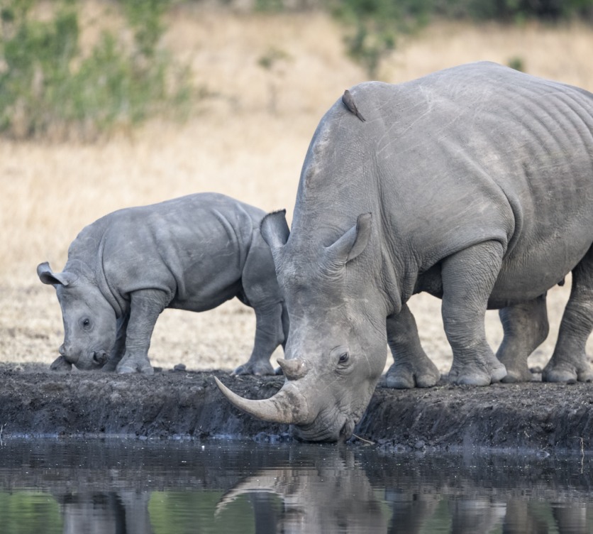 Observe rhinos at a watering hole in the beautiful Sabi Sabi Private Game Reserve. Observe rhinos at a watering hole in the beautiful Sabi Sabi Private Game Reserve.