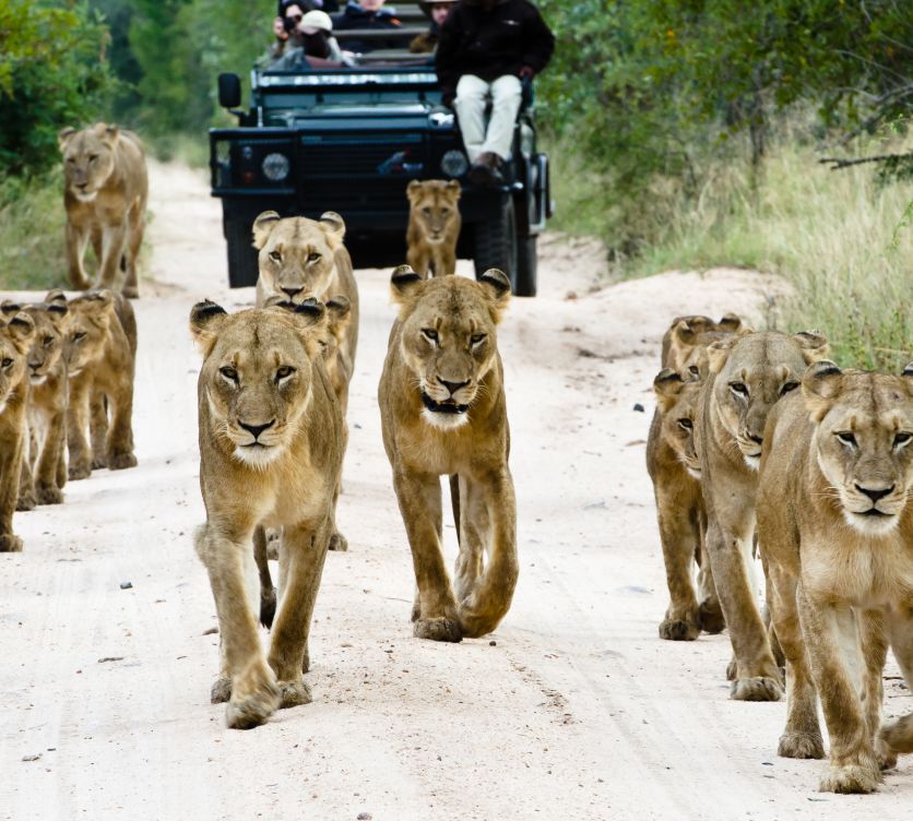 OnSafari 50 OnSafari 50