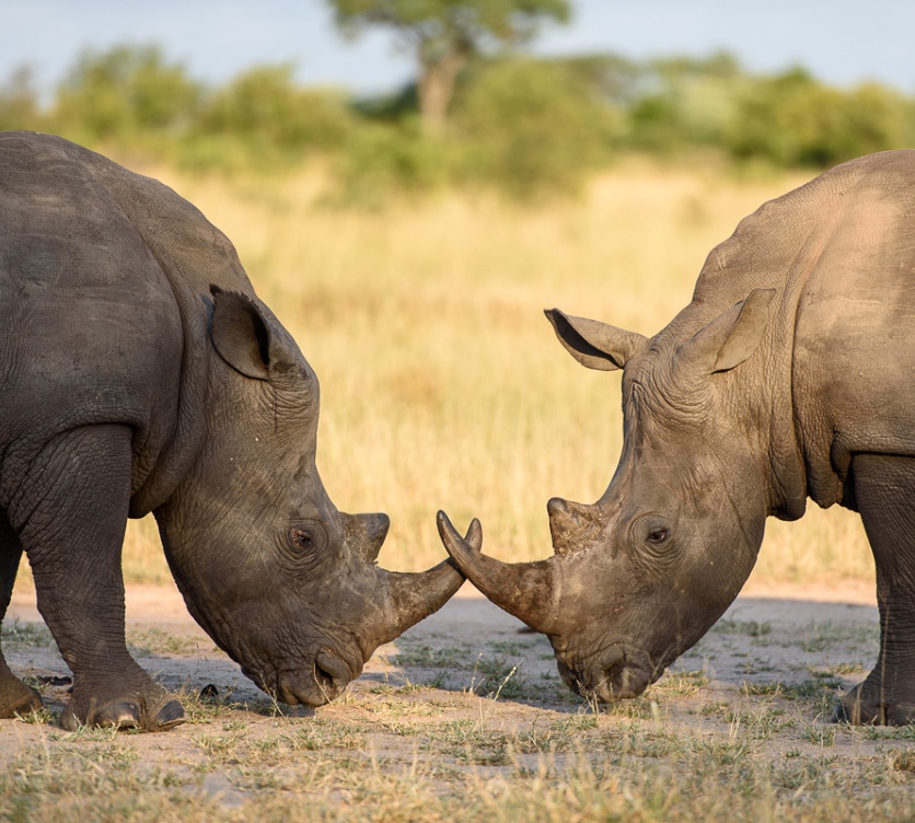 Sabi Sabi guests observe two rhinos interacting on a private game drive. Sabi Sabi guests observe two rhinos interacting on a private game drive.