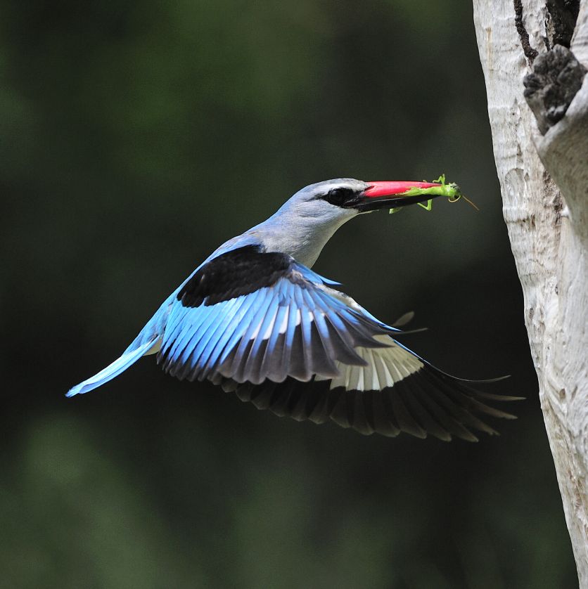 Birds  6