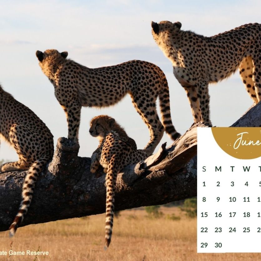 Sabi Sabi   Desktop Calendar   June 2025