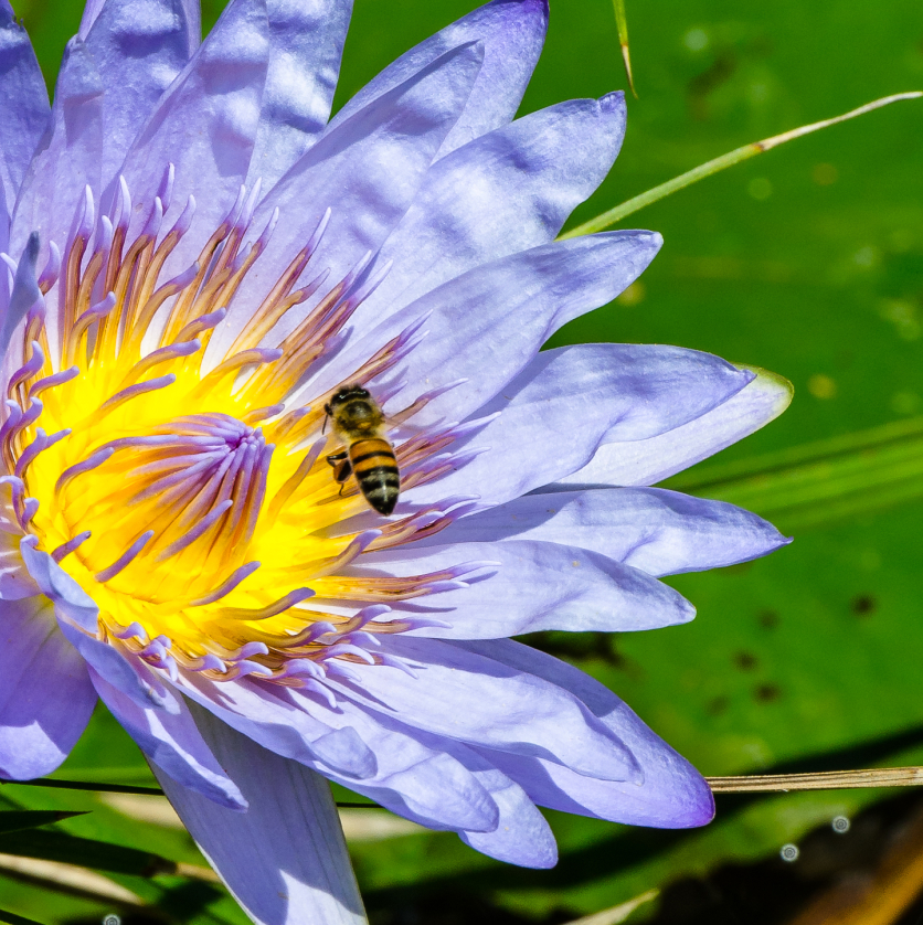 Water Lily And Bee