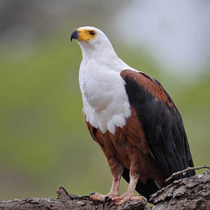 148 African Fish Eagle 0910 AF26657 A Froneman