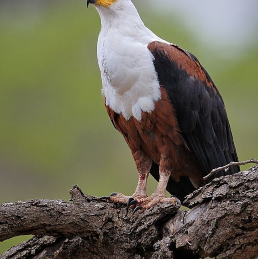 African Fish Eagle majestically perched on a branch.