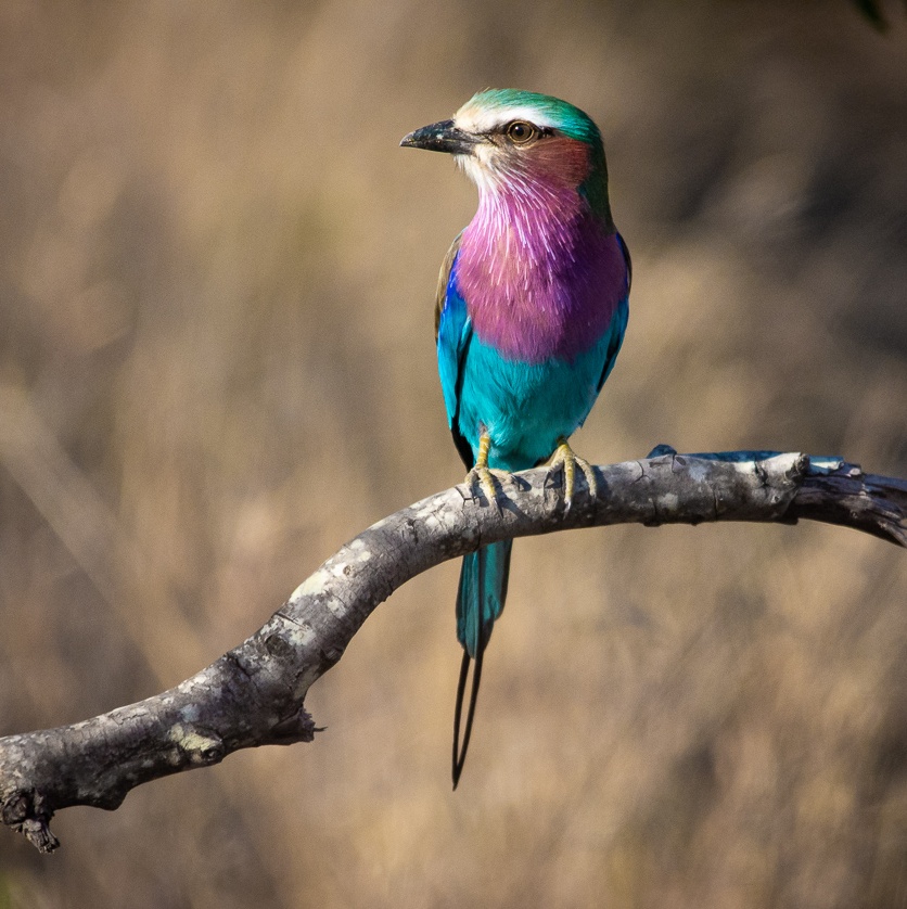 Lilac-breasted roller perched, a vibrant jewel on a branch. Lilac-breasted roller perched, a vibrant jewel on a branch.