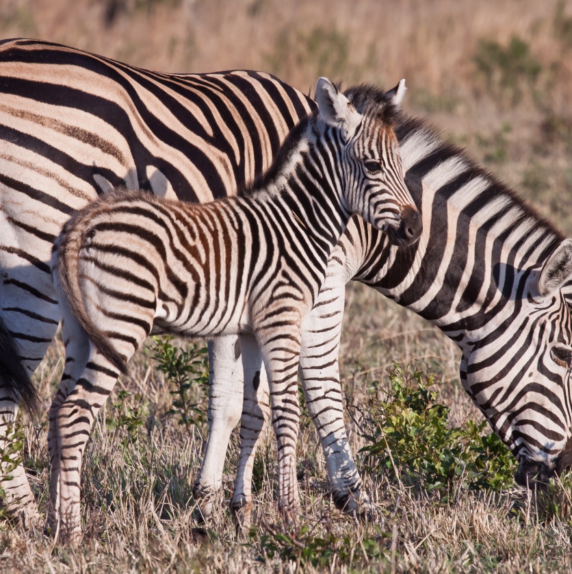 Zebra and foal indulging in a shared feast. Zebra and foal indulging in a shared feast.